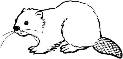 North American Beaver Coloring Page